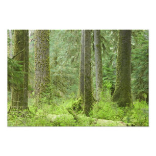 VS, Washington, Olympic National Park, Lente 3 Foto Afdruk