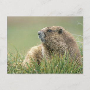 VS, Washington, Olympic NP, Olympic Marmot Briefkaart