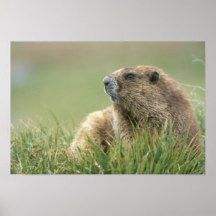 VS, Washington, Olympic NP, Olympic Marmot Poster