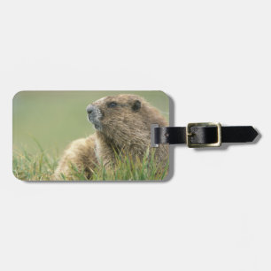 VS, Washington, Olympic NP, Olympische marmot Bagagelabel