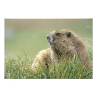 VS, Washington, Olympic NP, Olympische marmot