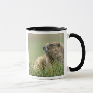 VS, Washington, Olympic NP, Olympische marmot Mok
