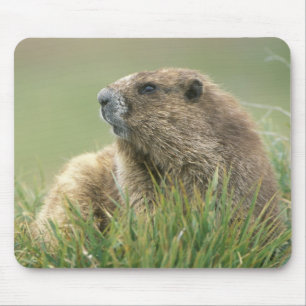VS, Washington, Olympic NP, Olympische marmot Muismat