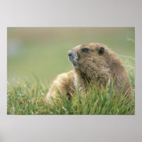 VS, Washington, Olympic NP, Olympische marmot
