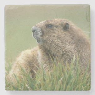 VS, Washington, Olympic NP, Olympische marmot Stenen Onderzetter