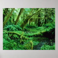VS, Washington, Olympisch Nat. Park, Hoh Rain