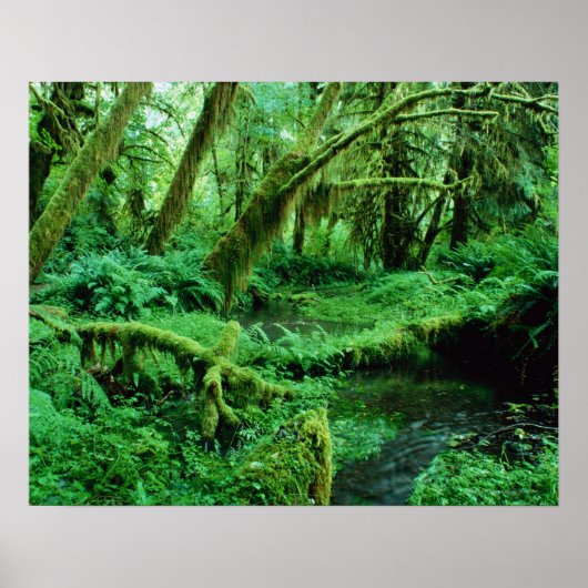 VS, Washington, Olympisch Nat. Park, Hoh Rain Poster (Voorkant)