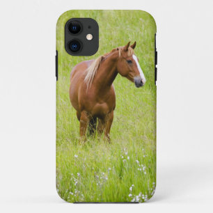VS, Washington, Paard in voorjaarsveld, iPhone 11 Hoesje