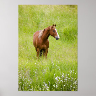 VS, Washington, Paard in voorjaarsveld, Poster