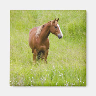 VS, Washington, paarden in het lenteveld, Magneet