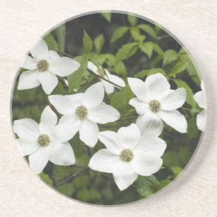 VS, Washington, Pacifische Bloedhondboom, Cornus Zandsteen Onderzetter