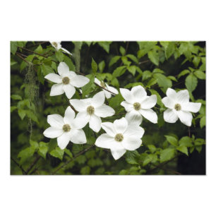 VS, Washington, Pacifische kornoelje, Cornus Foto Afdruk