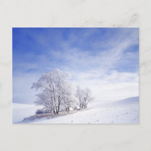 VS, Washington, Palouse Area, Frosted Black Briefkaart (Voorkant)
