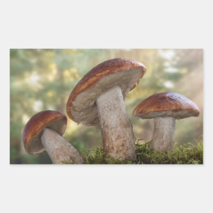 VS, Washington, Seabeck. Leccinum Insigne Rechthoekige Sticker