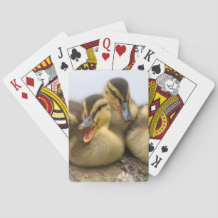 VS, Washington, Seattle, Washingtonmeer Pokerkaarten