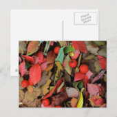 VS, Washington, Spokane Co., Hawthorn Leaves Briefkaart (Voorkant / Achterkant)