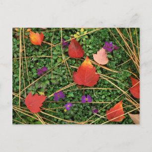 VS, Washington, Spokane County, Hawthorn Leaves 3 Briefkaart