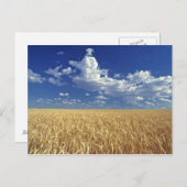 VS, Washington State, Colfax. Ripe tarwe Briefkaart (Voorkant / Achterkant)