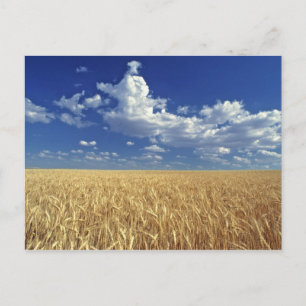 VS, Washington State, Colfax. Ripe tarwe Briefkaart