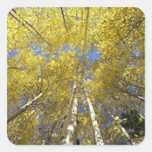 VS, Washington, Stevens Pass Herfstkleuring van es Vierkante Sticker