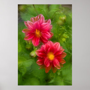 VS, Washington, Whidbey Island. Dahlia montage Poster