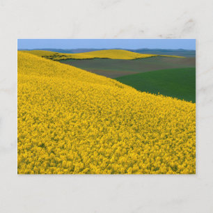 VS, Washington, Whitman County, Palouse, Koolzaad Briefkaart