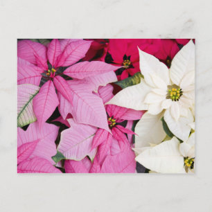 VS, Washington, Woodinville, Molbak's Nursery, 2 Briefkaart
