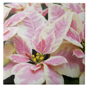 VS, Washington, Woodinville, Molbak's Nursery, Tegeltje