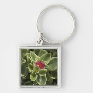 VS, Washington, Woodinville, Sedum bloem Sleutelhanger