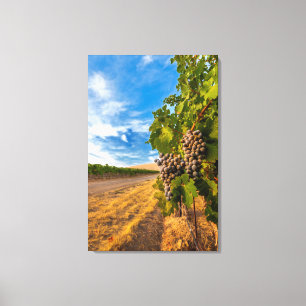 VS, Washington, Yakima-vallei. Merlotdruiven Canvas Afdruk