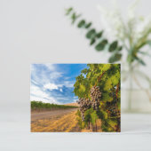 VS, Washington, Yakima Valley. Merlot Grapes Briefkaart (Staand voorkant)