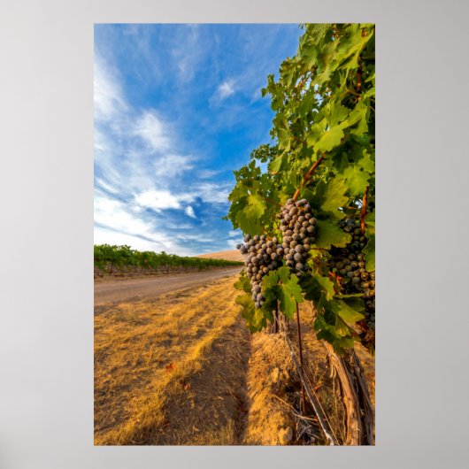 VS, Washington, Yakima Valley. Merlot Grapes Poster (Voorkant)