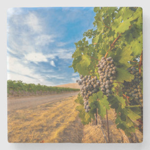 VS, Washington, Yakima Valley. Merlot Grapes Stenen Onderzetter