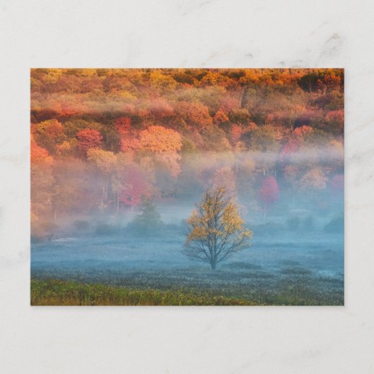 VS, West Virginia, Davis. Misty valley en Briefkaart (Voorkant)