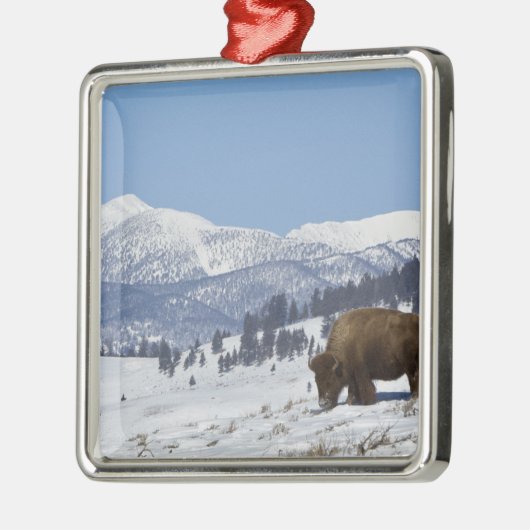 VS, WY, Yellowstone NP, American Bison Bison Metalen Ornament (Links)