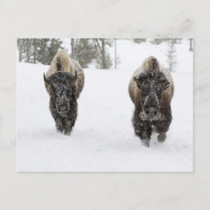 VS, WY, Yellowstone NP, Amerikaanse bizon (Bison Briefkaart