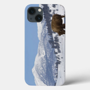 VS, WY, Yellowstone NP, Amerikaanse bizon Bison iPhone 13 Hoesje