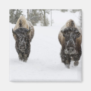 VS, WY, Yellowstone NP, Amerikaanse bizon (Bison Magneet
