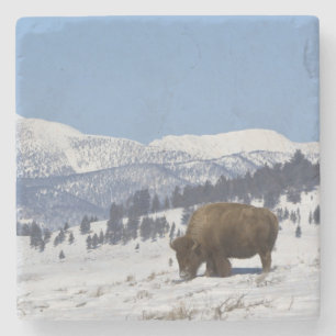 VS, WY, Yellowstone NP, Amerikaanse bizon Bison Stenen Onderzetter