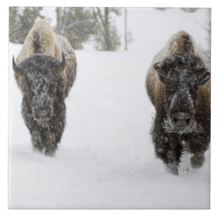 VS, WY, Yellowstone NP, Amerikaanse bizon (Bison Tegeltje