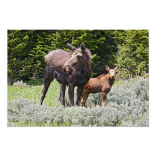 VS, Wyoming, Bighorn Mountains, eland Alces Foto Afdruk