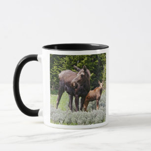VS, Wyoming, Bighorn Mountains, eland Alces Mok