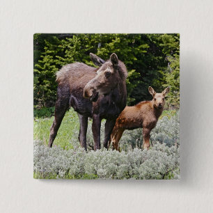 VS, Wyoming, Bighorn Mountains, eland Alces Vierkante Button 5,1 Cm
