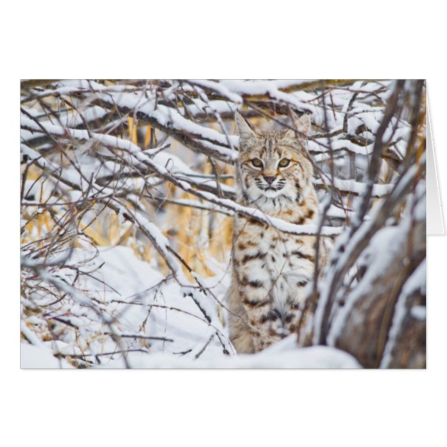 VS, Wyoming, Bobcat (Voorkant Horizontaal)