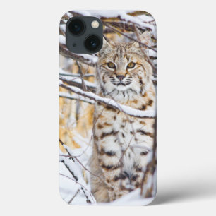VS, Wyoming, Bobcat iPhone 13 Hoesje