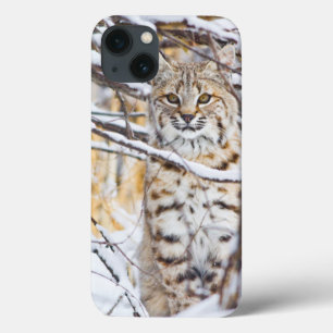 VS, Wyoming, Bobcat iPhone 13 Hoesje