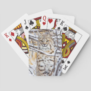 VS, Wyoming, Bobcat Pokerkaarten