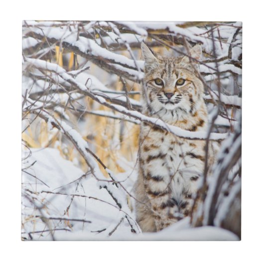 VS, Wyoming, Bobcat Tegeltje (Voorkant)