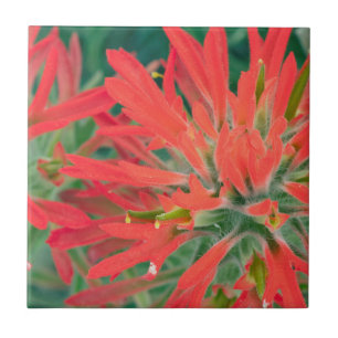 VS, Wyoming, close-up van woestijnpenseel Tegeltje