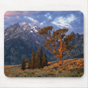 VS, Wyoming, Grand Teton NP. Een eenzame ceder Muismat